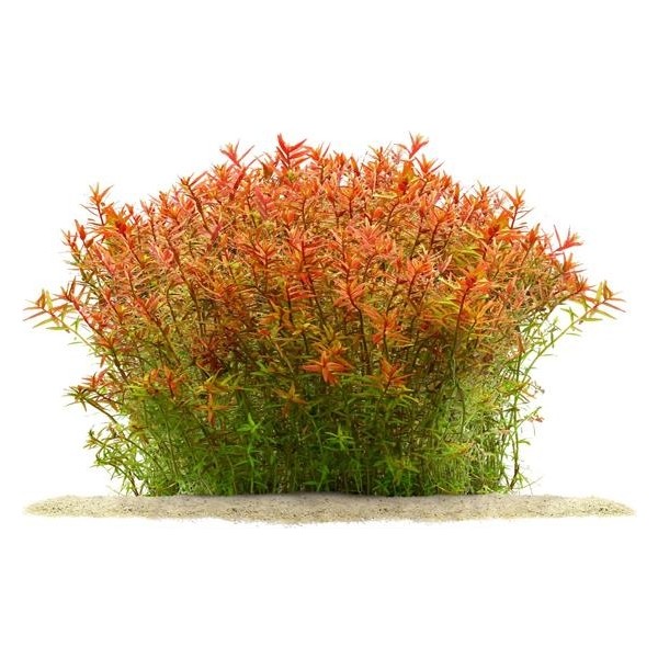 Rotala Rotundifolia 'orange Juice' Saksı Canlı Bitki Saksı ve Aksesuarları Fiyatı
