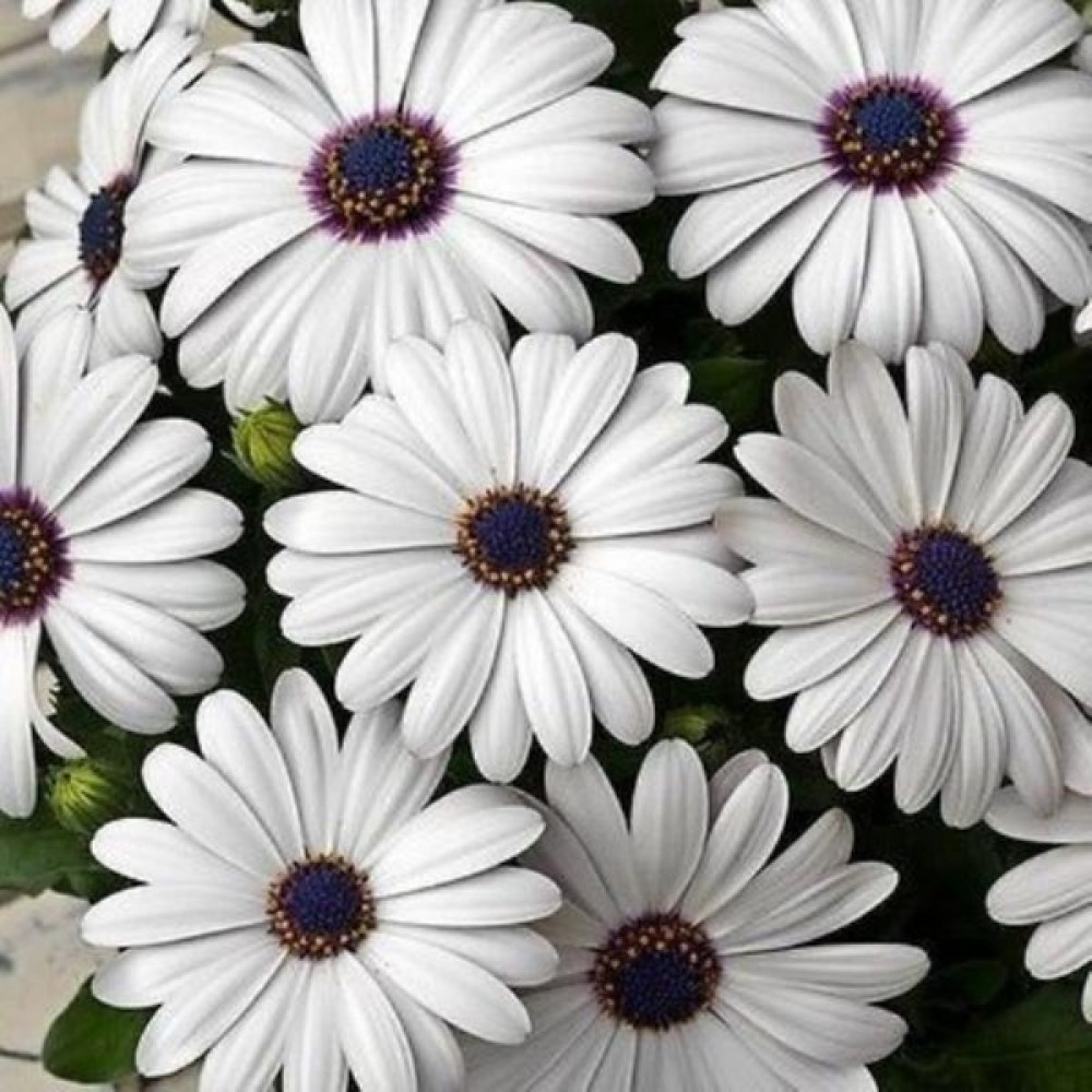 Rüzgar Botanik Beyaz Bodrum Papatyası Çiçeği Fidanı 20CM-40CM - Yok Bitki Fiyatı