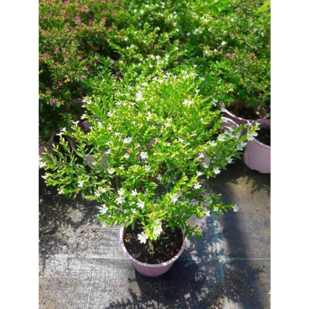Rüzgar Botanik Beyaz Küfeya Çiçeği 20CM-40CM - Yok Bitki Fiyatı
