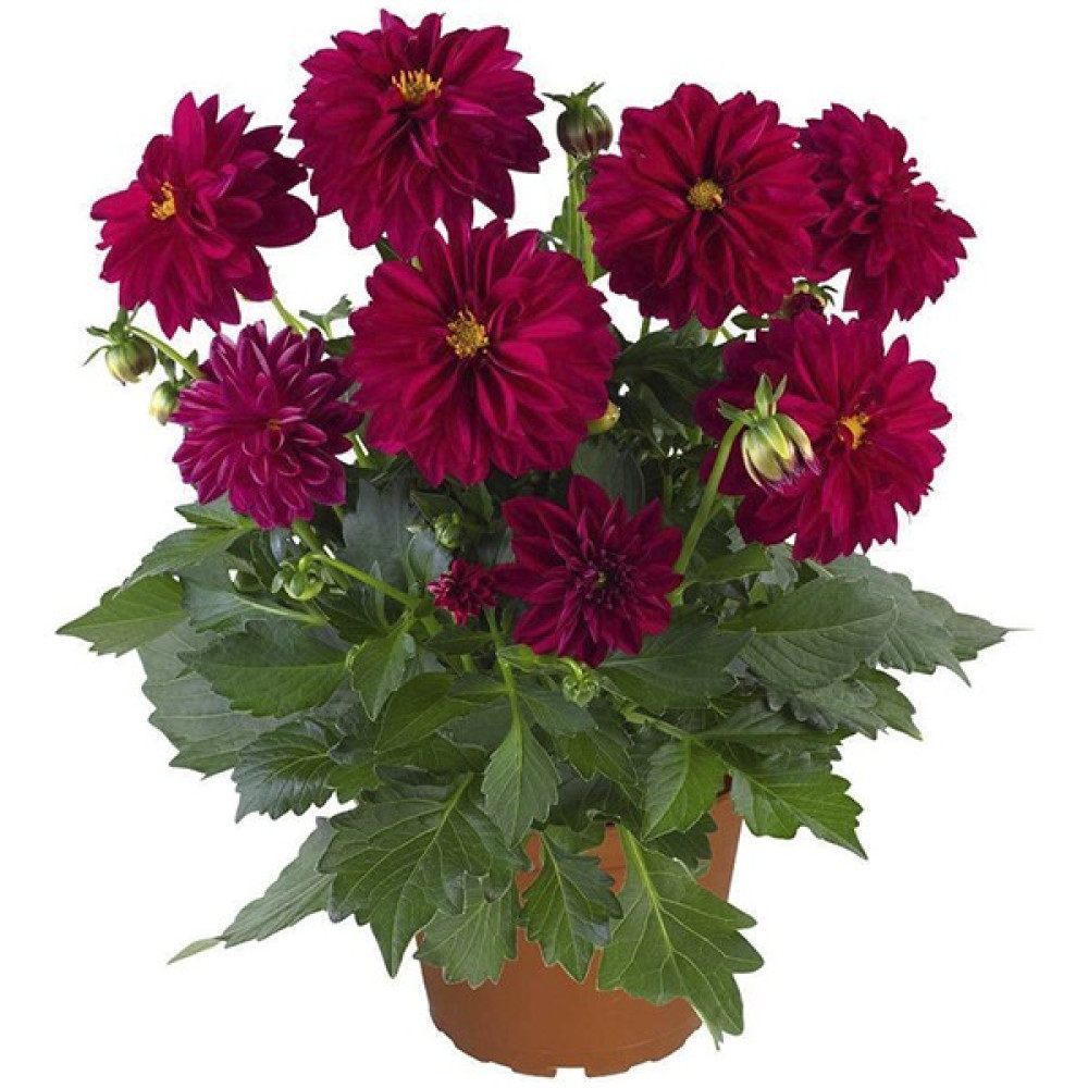 Rüzgar Botanik Bordo Dalia Fidanı 20 cm 40 cm - Yok Bitki Fiyatı