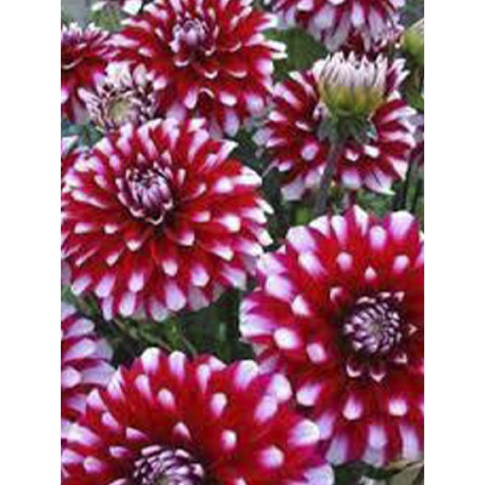 Rüzgar Botanik Kırmızı Beyaz Benekli Dalhia 40CM-60CM - Yok Bitki Fiyatı