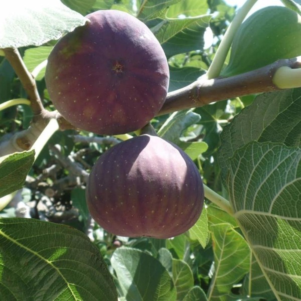 Rüzgar Botanik Mor Güz Inciri 2 Yaş 40-60CM - Yok Bitki Fiyatı