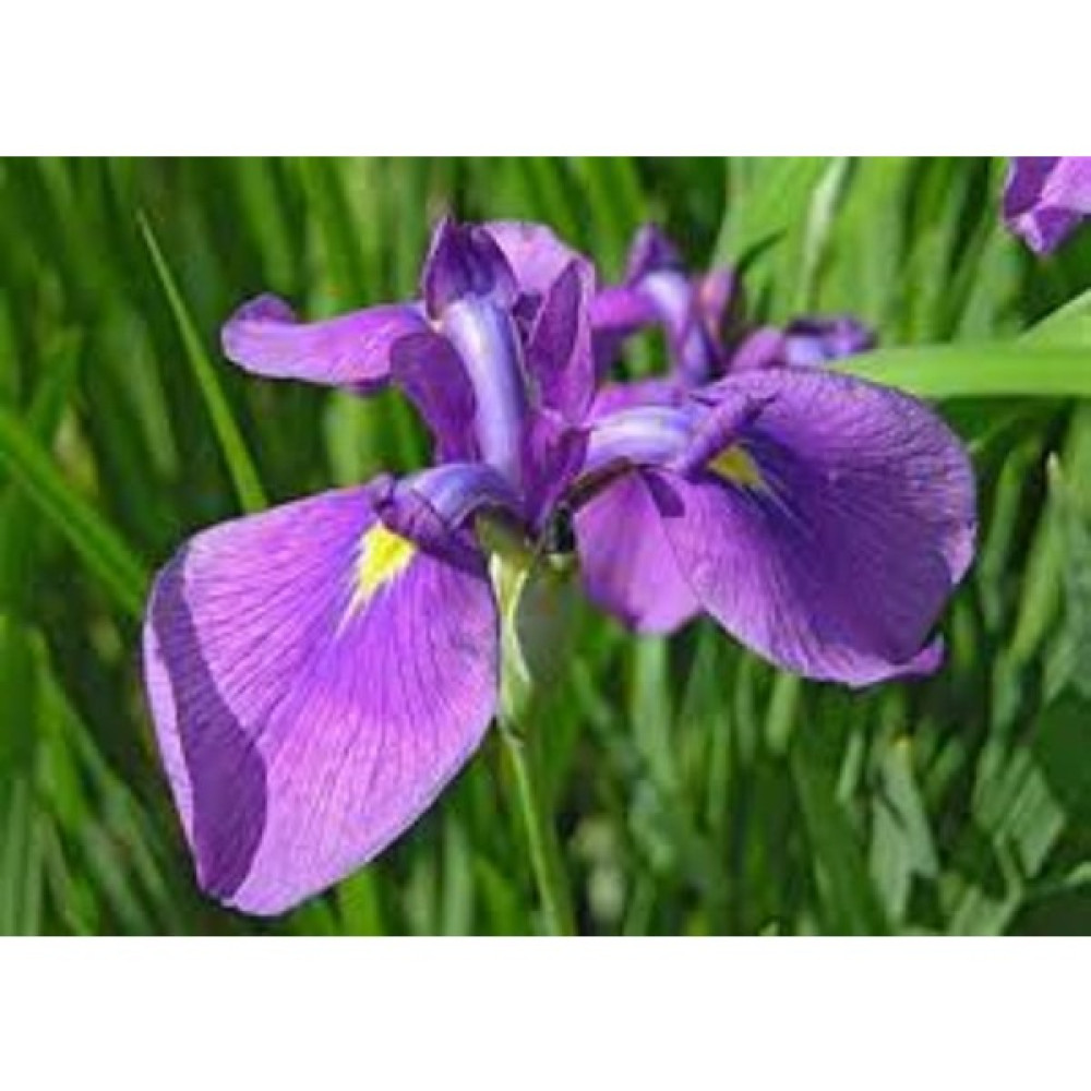 Rüzgar Botanik Mor Iris Fidanı 20CM-40CM - Yok Bitki Fiyatı