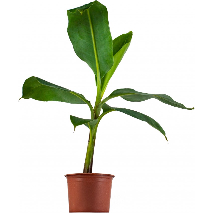 Rüzgar Botanik Muz Fidanı 20CM-40CM - Yok Bitki Fiyatı