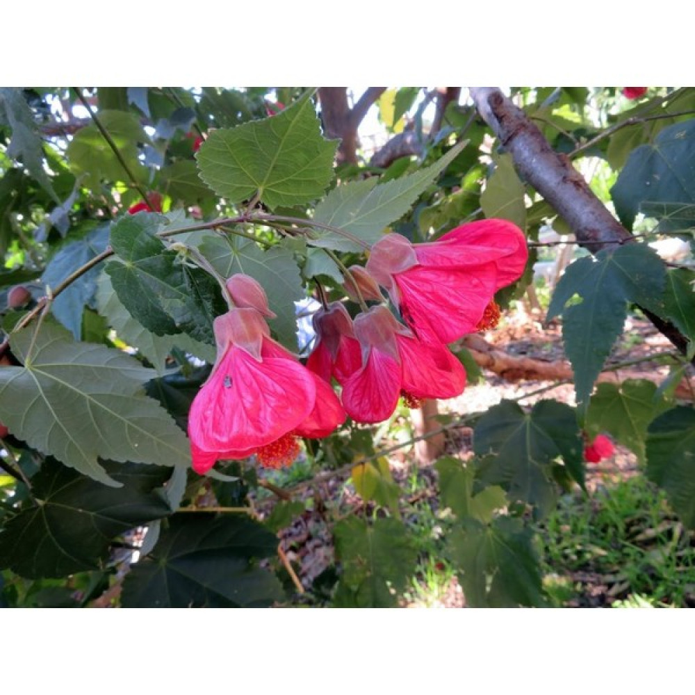 Rüzgar Botanik Pembe Ağaç Küpelisi Çiçeği Fidanı 20CM-40CM - Yok Bitki Fiyatı