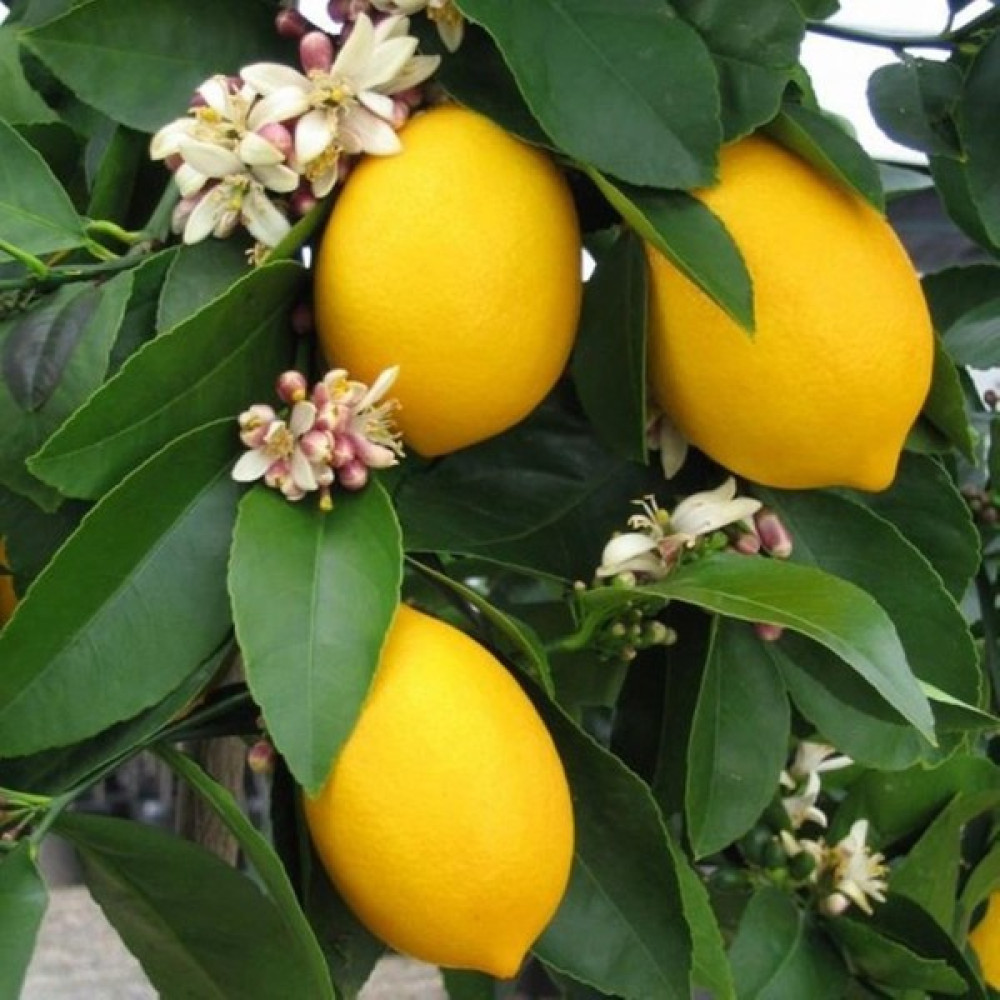 Sağ Tarım Soğuklara Dayanıklı Mayer Limon Fidanı Tüplü Aşılı 2 Yaş (90-110 Cm) - 90 - 110 cm Fidan Fiyatı