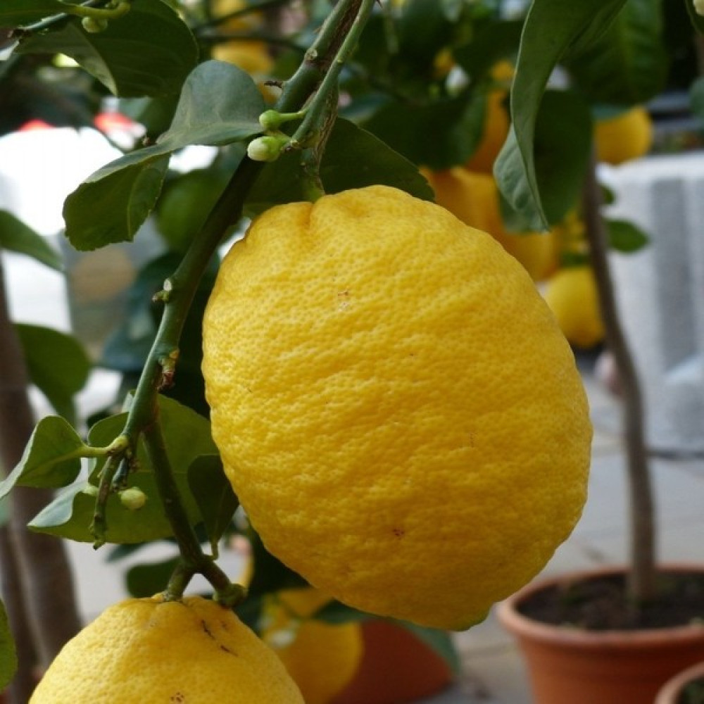Sağ Tarım Tüplü Aşılı Bodur Saksılık Zagara Bianca Limon Fidanı Fidan Fiyatı