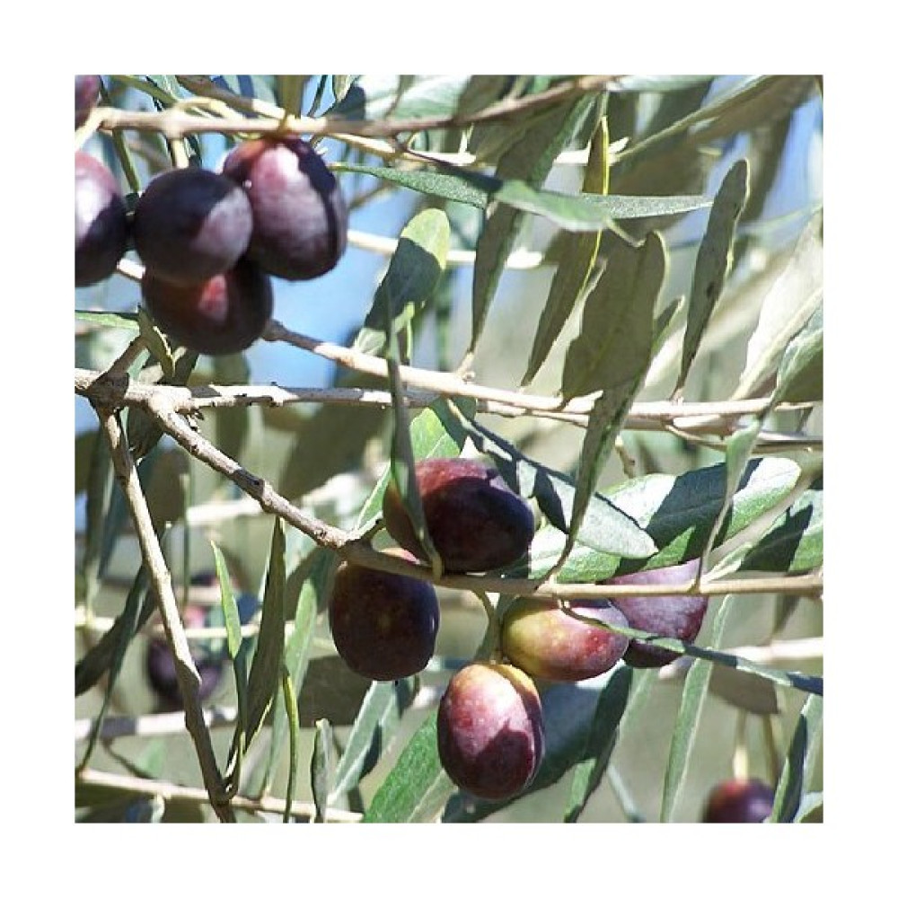 Sağ Tarım Tüplü Ayvalık Zeytin Fidanı - 2 Yaş (40-60 Cm) Oto Boyaları Fiyatı