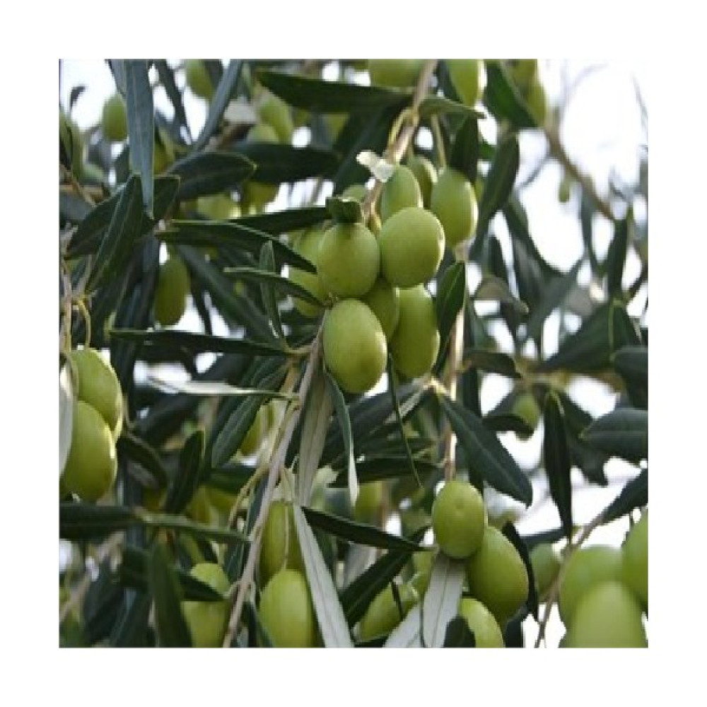 Sağ Tarım Tüplü Gemlik Zeytin Fidanı - 2 Yaş Fidan Fiyatı