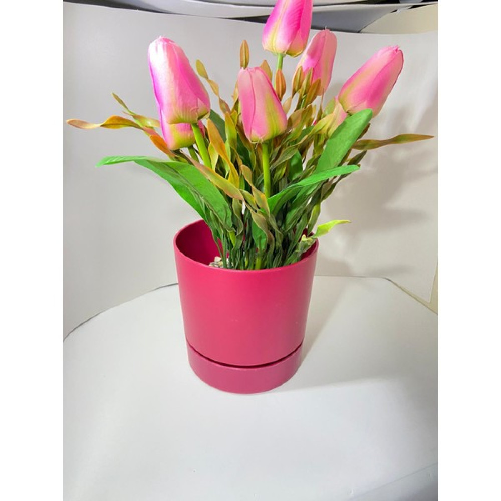 Saksı Dünyası Begonya 15 cm Bordo Tabaklı Saksı Saksı ve Aksesuarları Fiyatı