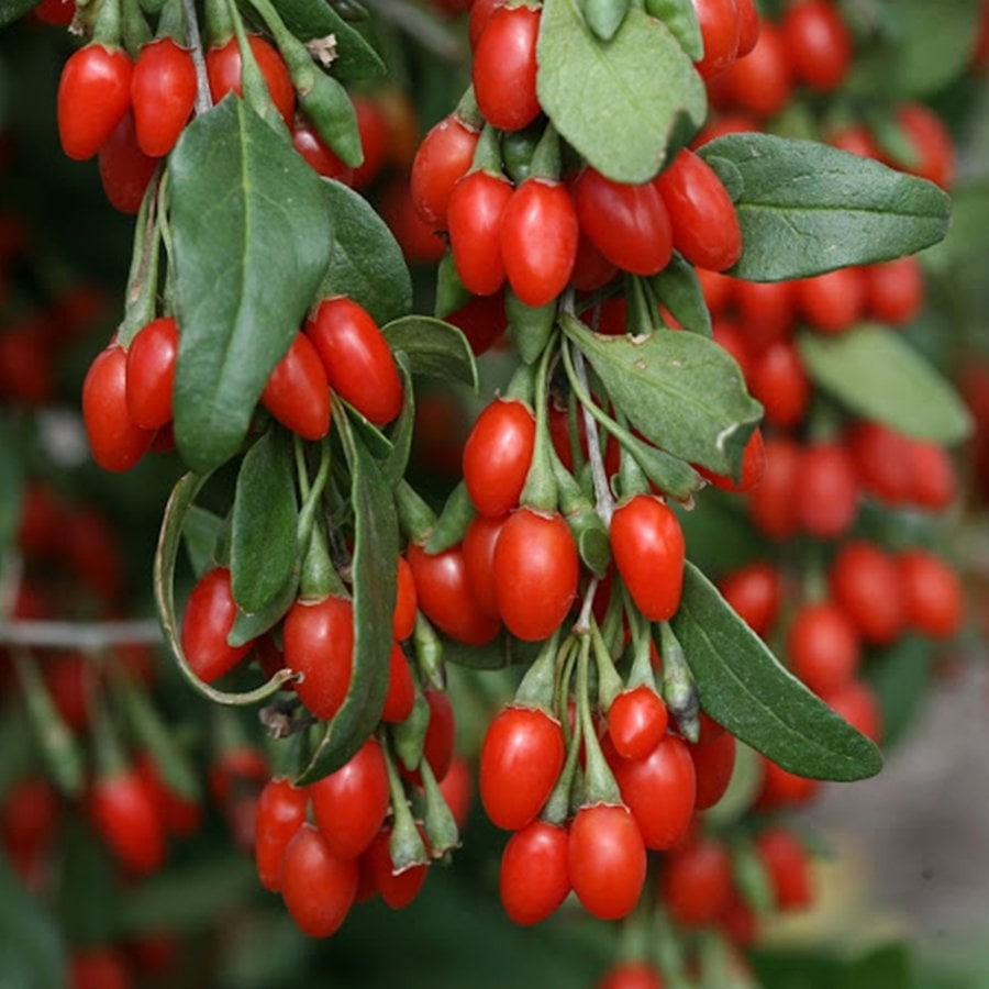 Saksıda Kırmızı Goji Berry Kurt Üzümü Meyve Verme Durumunda Saksı ve Aksesuarları Fiyatı
