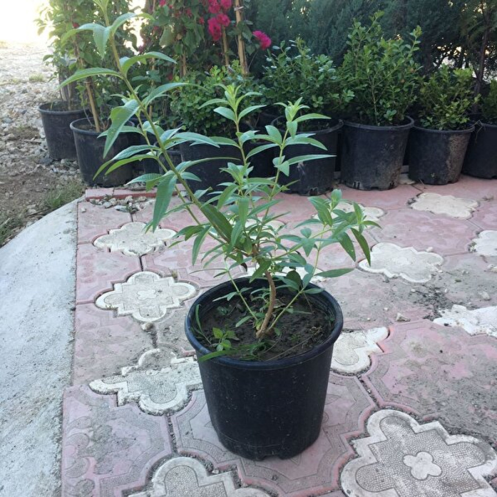 Saksıda Kokulu Limon Otu Melisa Fidanı Fidan Fiyatı