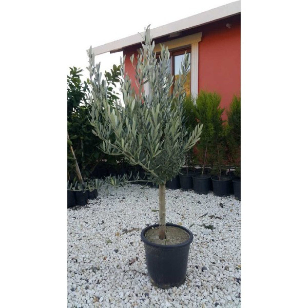 Saksıda Yarı Bodur 7-10 Kutur Gemlik Zeytin Fidanı 4-5 Yaş 50-70 cm Boy Fidan Fiyatı