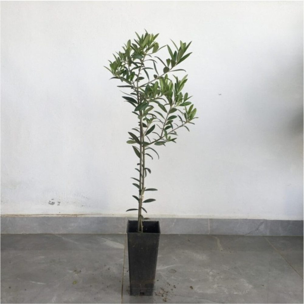 Saksılı Bodur Arbequina Zeytin Fidanı 1 Yaş - 40-60 cm Boy Fidan Fiyatı