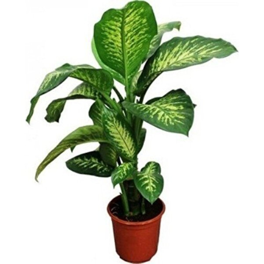 Saksılı Difenbahya ( 12 cm Lik Saksıda) ( Bifembafya) (Dieffenbachia) Bitki Fiyatı