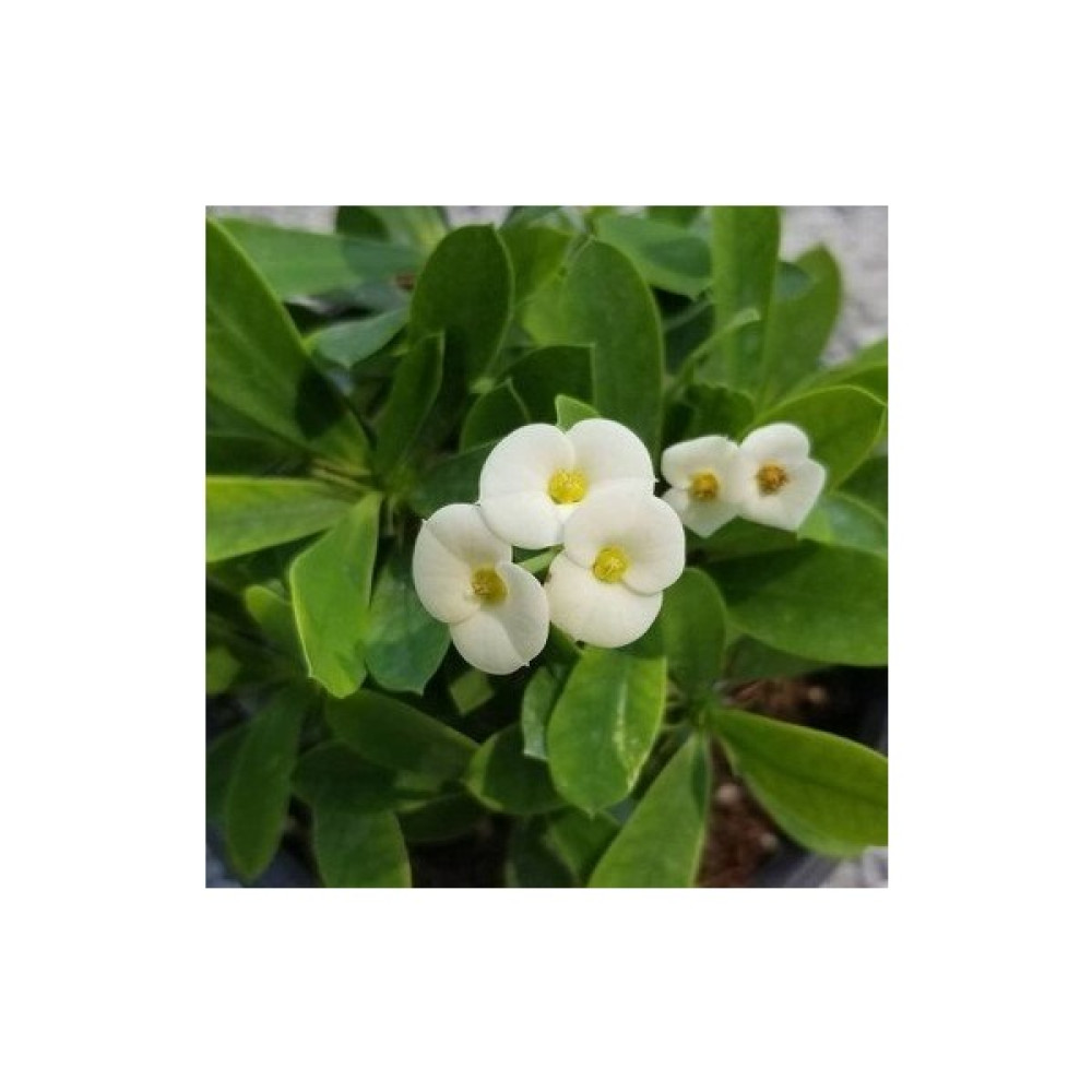 Saksılı Dikenler Tacı Çiçeği (Beyaz Renkli) (5.5 cm Lik Saksıda) Elmas Iğnesi Çiçeği Bitki Fiyatı