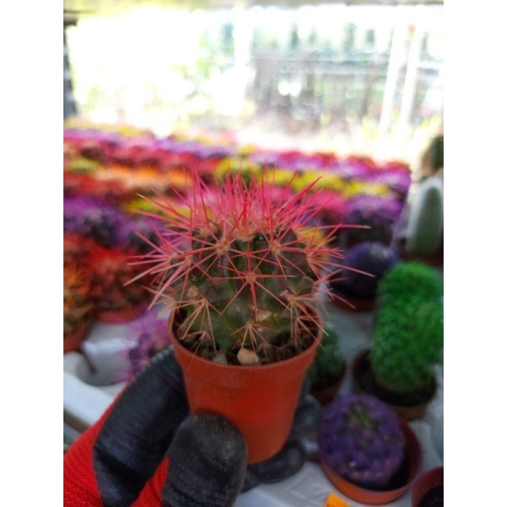 Saksılı Ithal Echino Kaktüs( Pembe Boyalı Kaktüs)(5.5 Luk Saksıda) Bitki Fiyatı