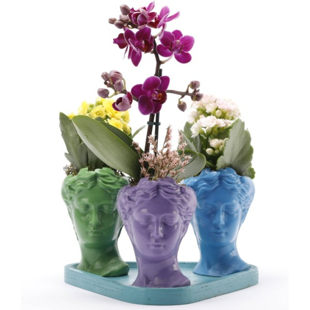 Sakura Trio Mini Helen Serisi Mini Orkide ve Kalanchoe Tasarım - Turkuaz Kaide Bitki Fiyatı
