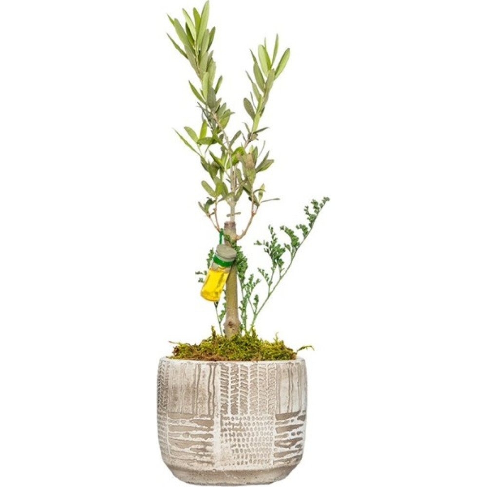 Salon Bitkileri Antik Saksıda Zeytin Bonsai Ağacı Bitki Fiyatı