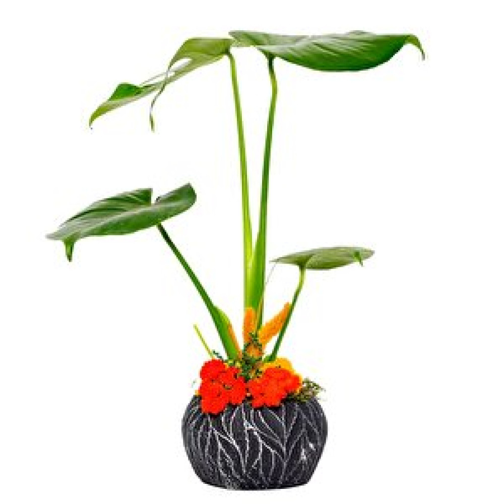 Salon Bitkileri Black Sunny Deve Tabanı Monstera Bitki Fiyatı