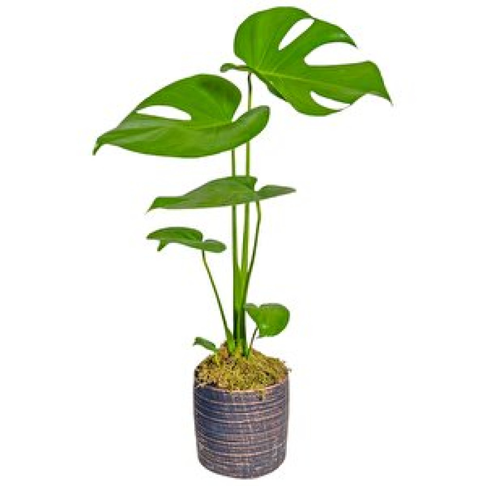 Salon Bitkileri Bloom Serisi Deve Tabanı Monstera Bitki Fiyatı