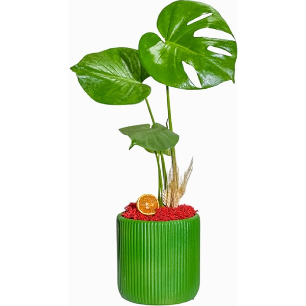 Salon Bitkileri Green Monstera Deve Tabanı Oto Boyaları Fiyatı