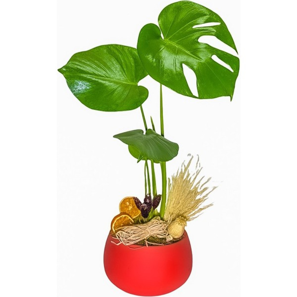 Salon Bitkileri Red Monstera Deve Tabanı Bitki Fiyatı