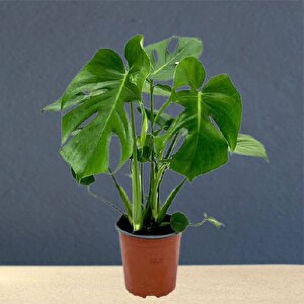 Salon Bitkileri Swiss Monstera Deliciosa Deve Tabanı Bitki Fiyatı