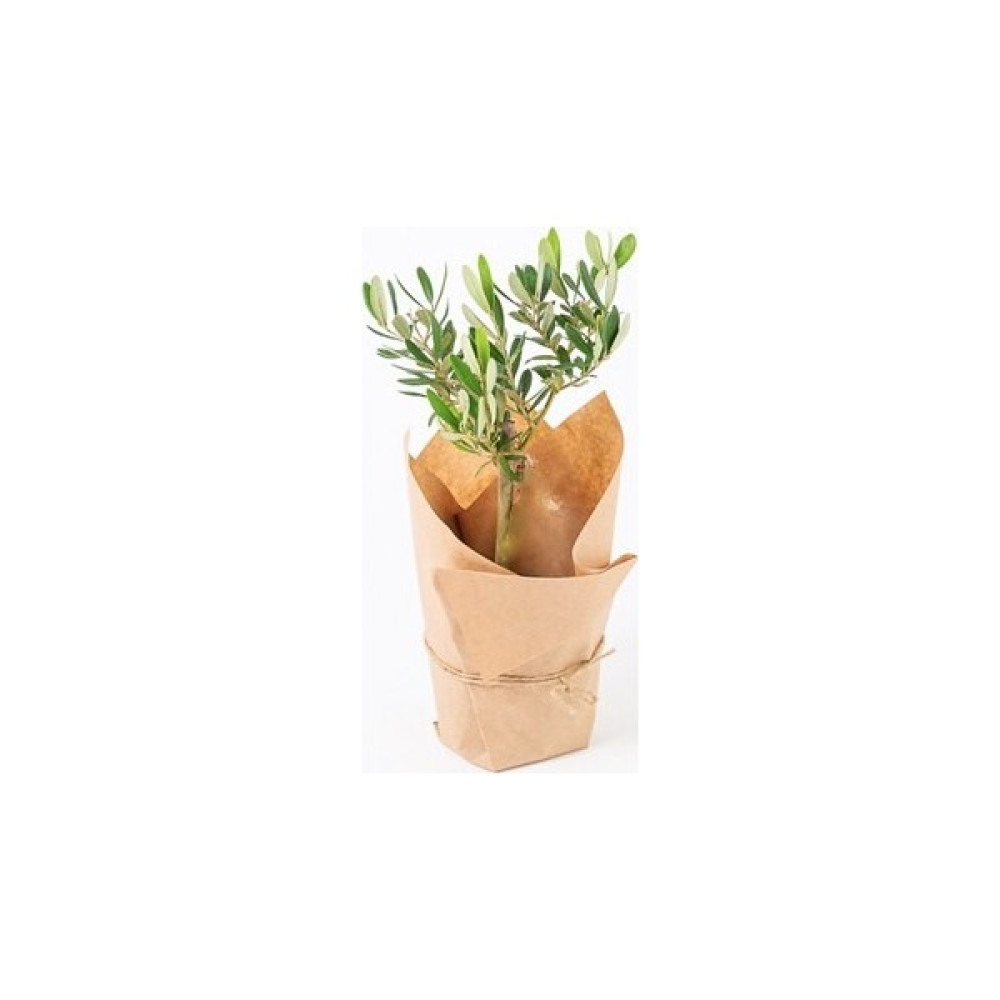 Salon Bitkileri Zeytin Bonsai Ağacı Kraft Bitki Fiyatı