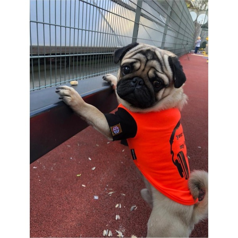 Salya Store Favorite Sound T-Shirt %100 Pamuk Köpek Kıyafeti, Köpek Yazlık KK-133 - Kırmızı - XS Evcil Hayvan Ürünleri Fiyatı