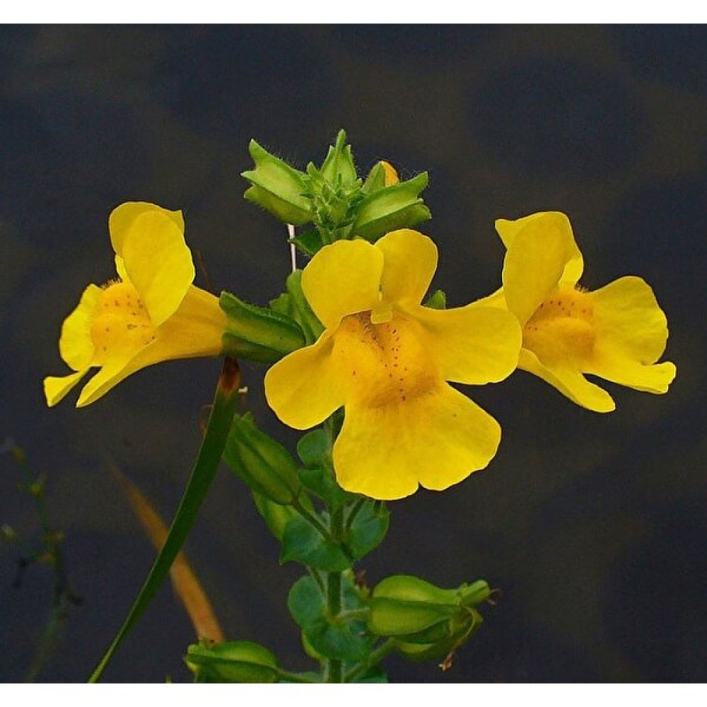 Sarı Mimulus Misk Çiçeği F1 Tohumu ( 30 Tohum ) - 30 Adet Tohum Fiyatı