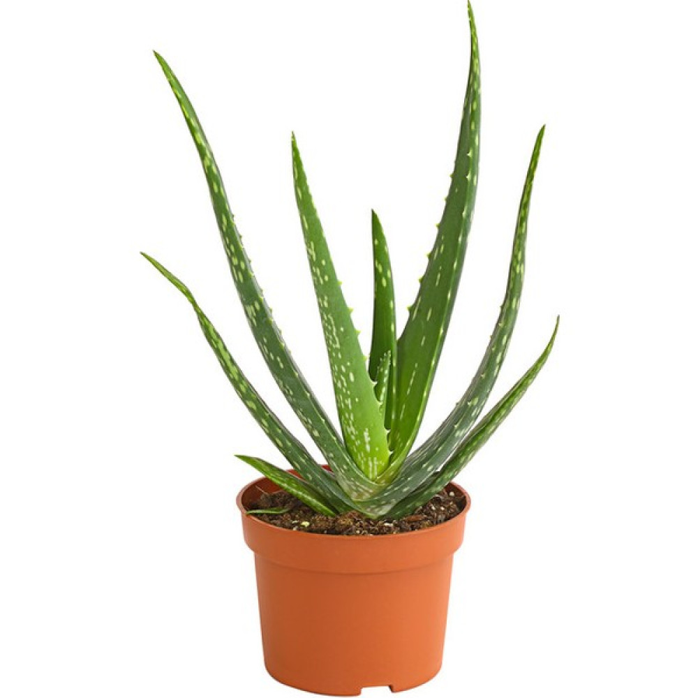 Sarı Sabır Çiçeği - Aloe Vera Bitki Fiyatı