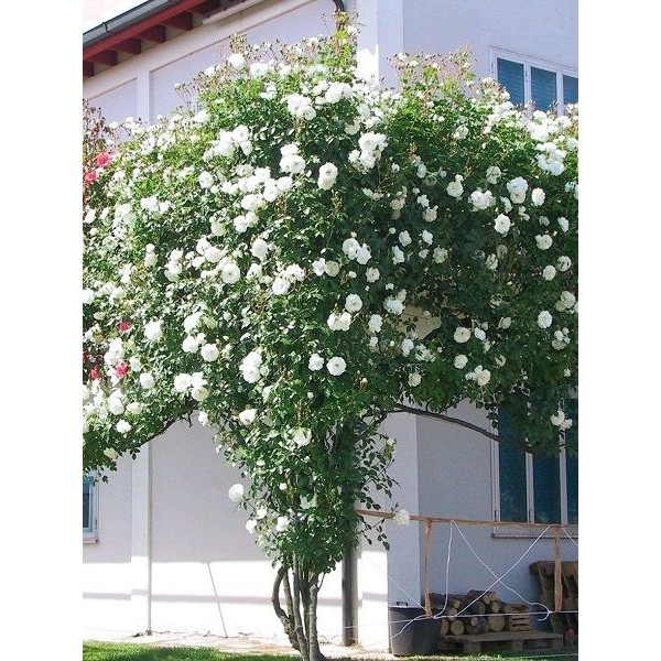 Sarmaşık Gül Fidanı Beyaz Rosa Rampicanti White 120 cm Büyük Yaş Saksıda Saksı ve Aksesuarları Fiyatı