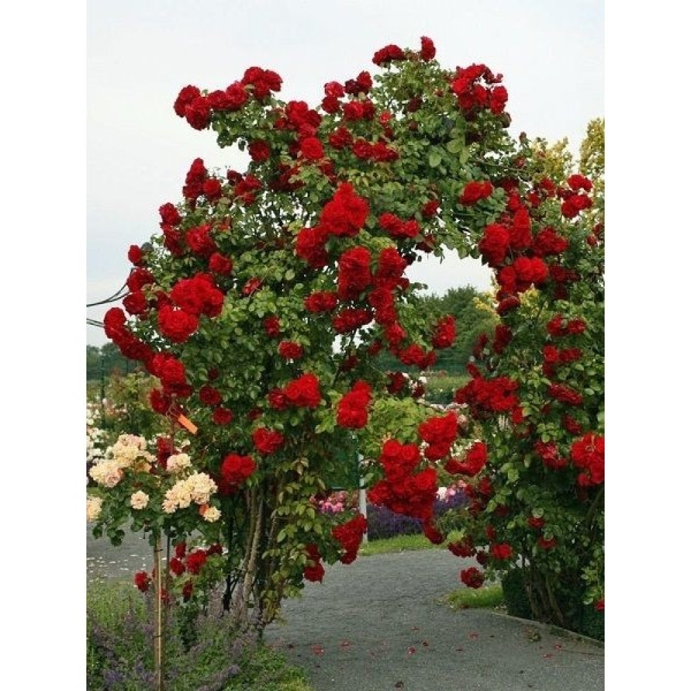 Sarmaşık Gül Fidanı Kırmızı Rosa Rampicanti Red 60 cm Saksıda Oto Boyaları Fiyatı
