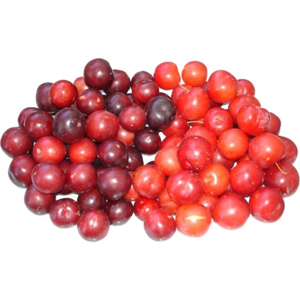 Sebze Meyve Dünyası Dağ Eriği 1 kg Oto Boyaları Fiyatı