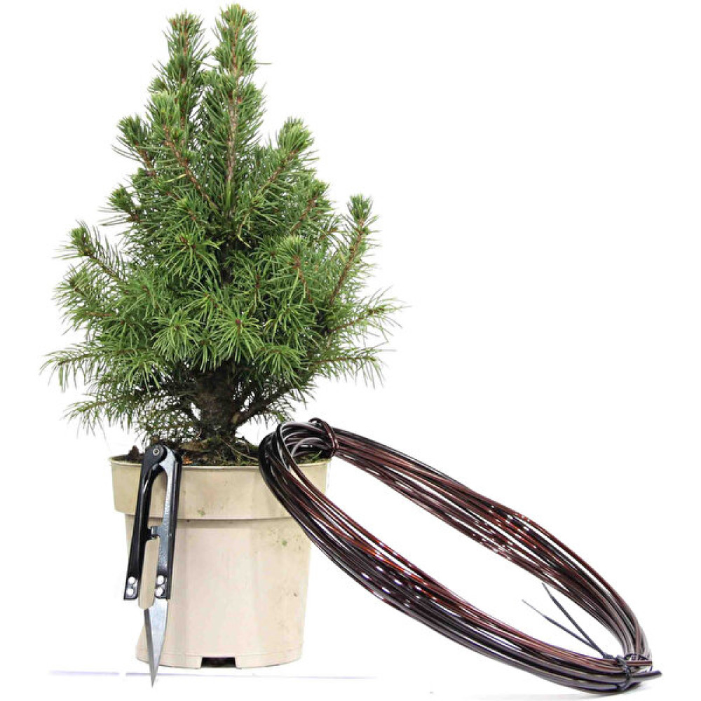 Seika Ak Ladin Bonsai Telleme Kiti - No.1 Bitki Fiyatı
