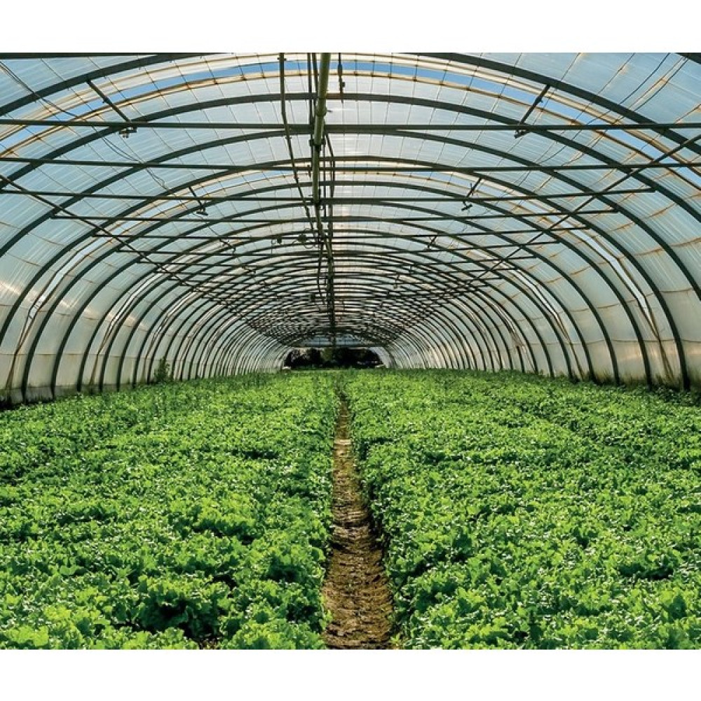 Sera Naylonu Şeffaf 12 Aylık 220MC Sepaş - 8m X 6m Bitki Fiyatı