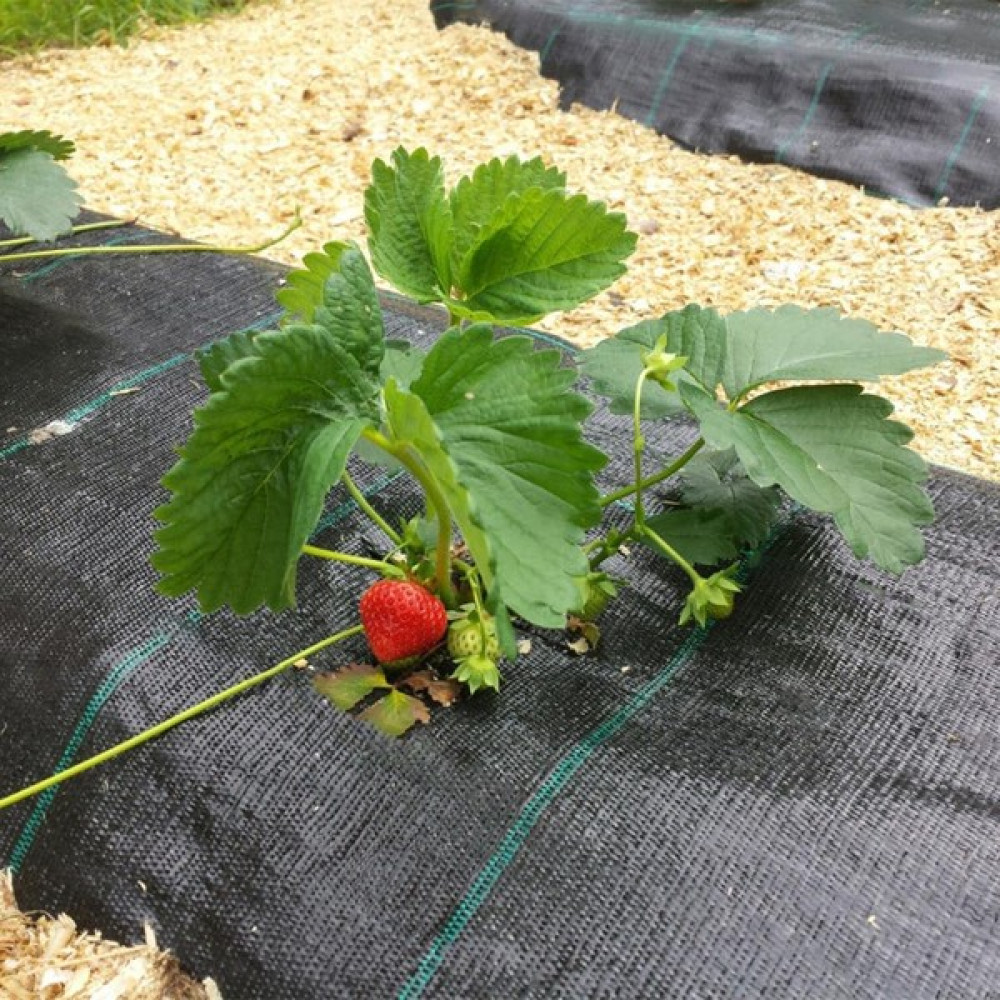 Sera Trend 90cm X 20metre Sulzer Kumaş Sera Taban Örtüsü Jüt Blueberry Peyzaj Uygulama Örtüsü Mulch Naylonu Çilek Malç Bitki Fiyatı