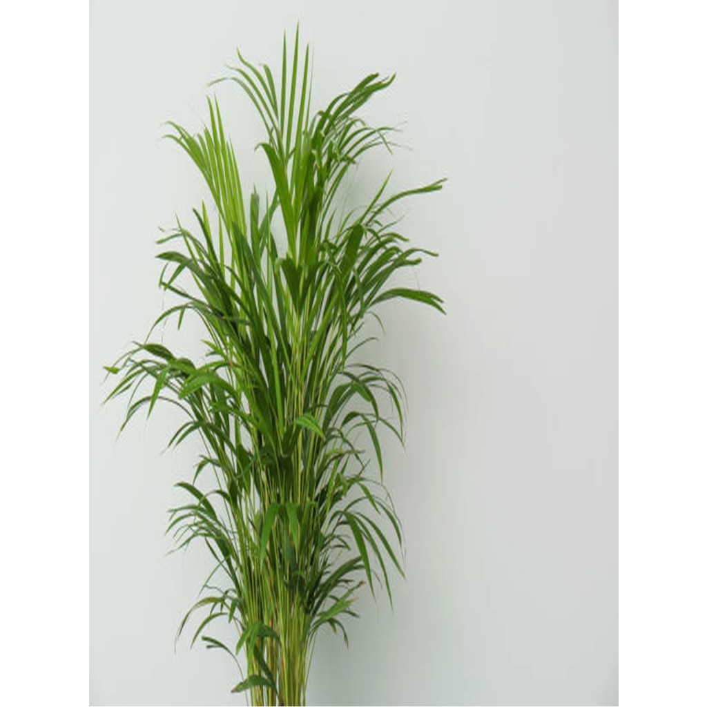 Serada Decor Plant Areka Palmiyesi 100 -120CM Areka-Palmiyesi 4-5 Litrelik Saksıda Iç Mekan Bitkisi Saksı ve Aksesuarları Fiyatı