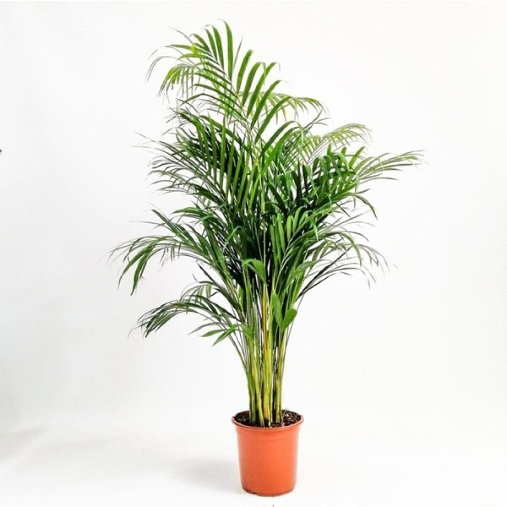 Serada Decor Plant Areka Palmiyesi 100 Cm. Salon Palmiyesi Bitki Fiyatı