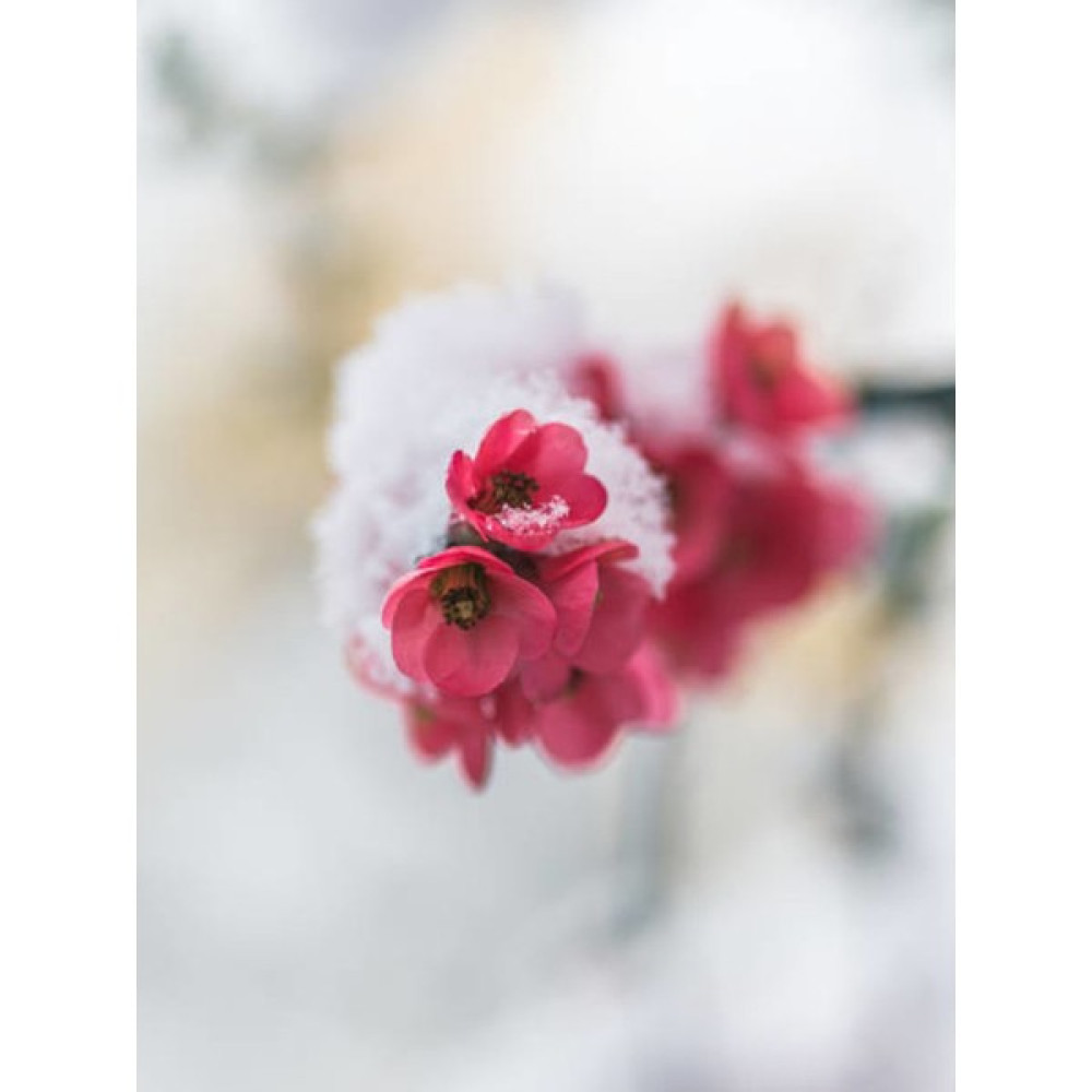 Serada Decor Plant Bahar Dalı (Japanese Quince) Bol Çiçekli Süs Bitkisi Aşılı Meyve Fidanı Fidan Fiyatı