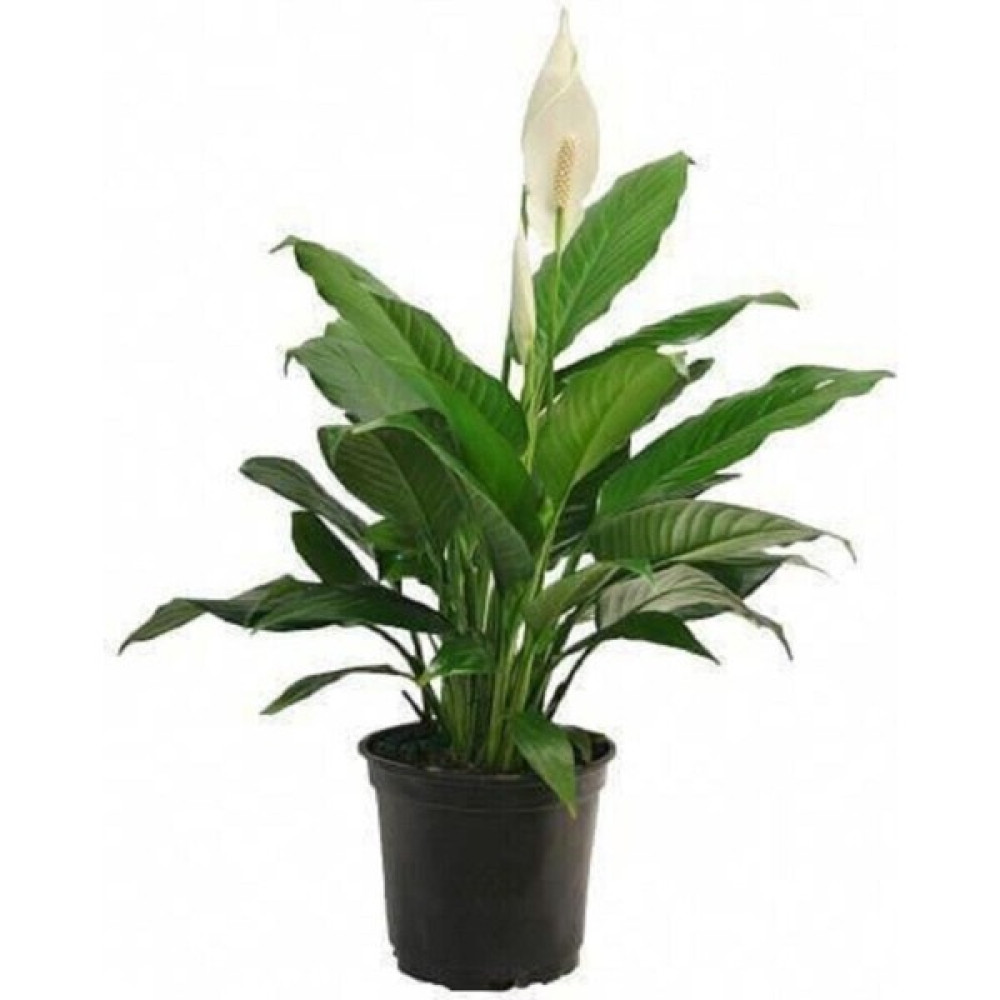 Serada Decor Plant Barış Çiçeği Spathiphyllum Sokak Lambası Ev Bitkisi Ofis Bitkisi Bitki Fiyatı