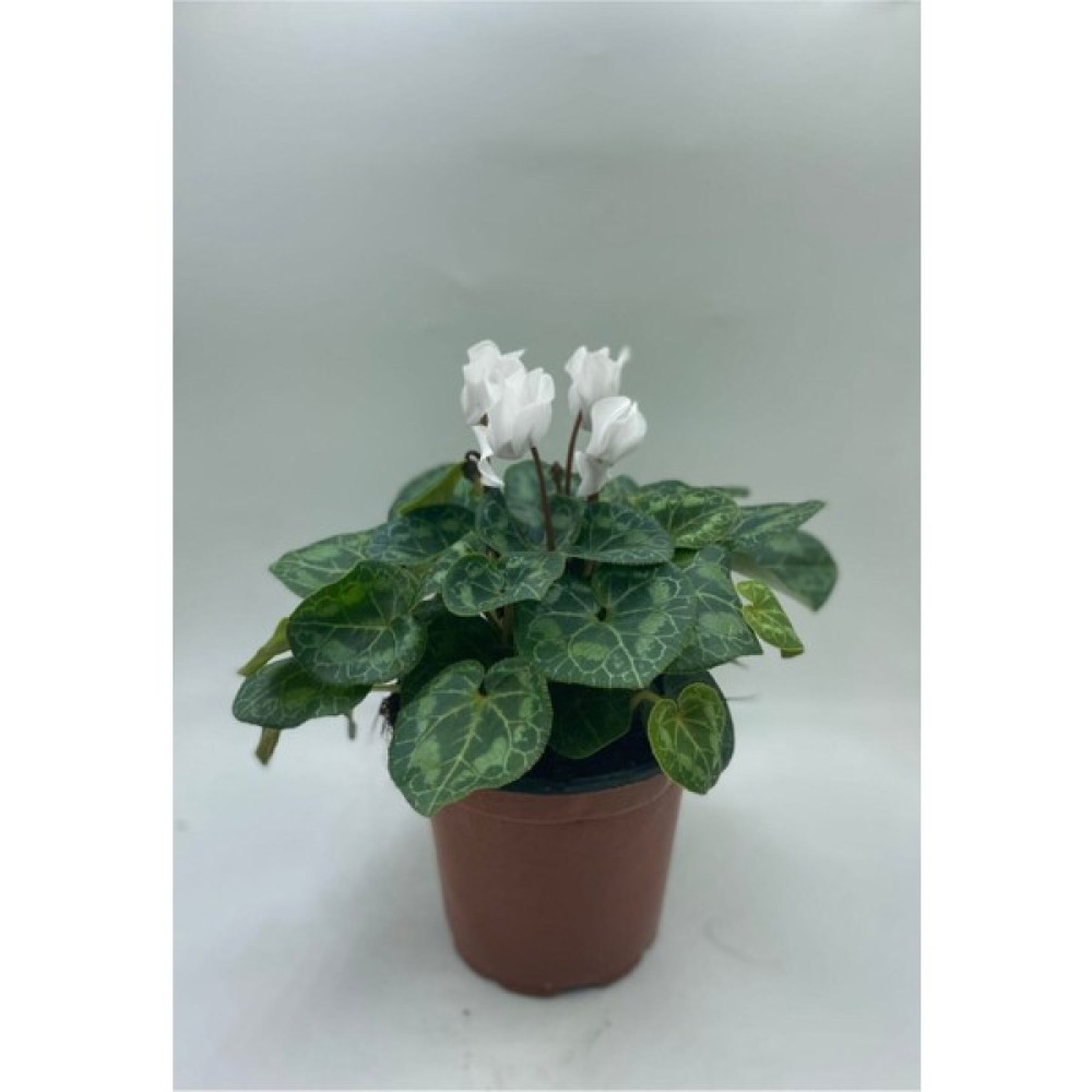 Serada Decor Plant Beyaz Renkli Sıklamen Çiçeği Fidanı Canlı Çiçek Hediyelik Çiçek Bitki Fiyatı