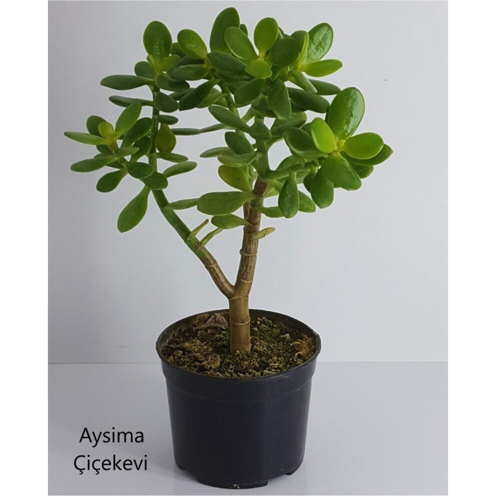 Serada Decor Plant Bonsai Crassula Ovata Para Ağacı Yeşim 10CM Saksıda Büyük Boy Saksı ve Aksesuarları Fiyatı