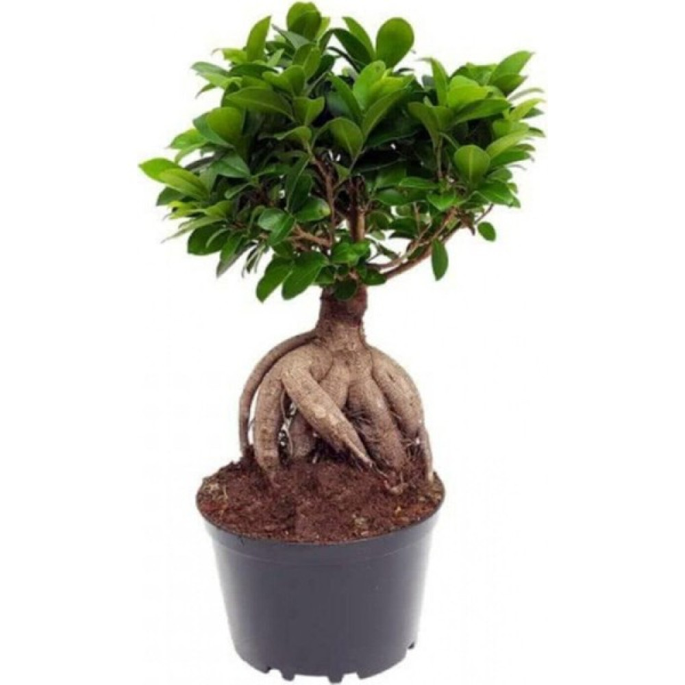 Serada Decor Plant Bonzai Fidanı Saksılı 20 cm 40 cm Bitki Fiyatı