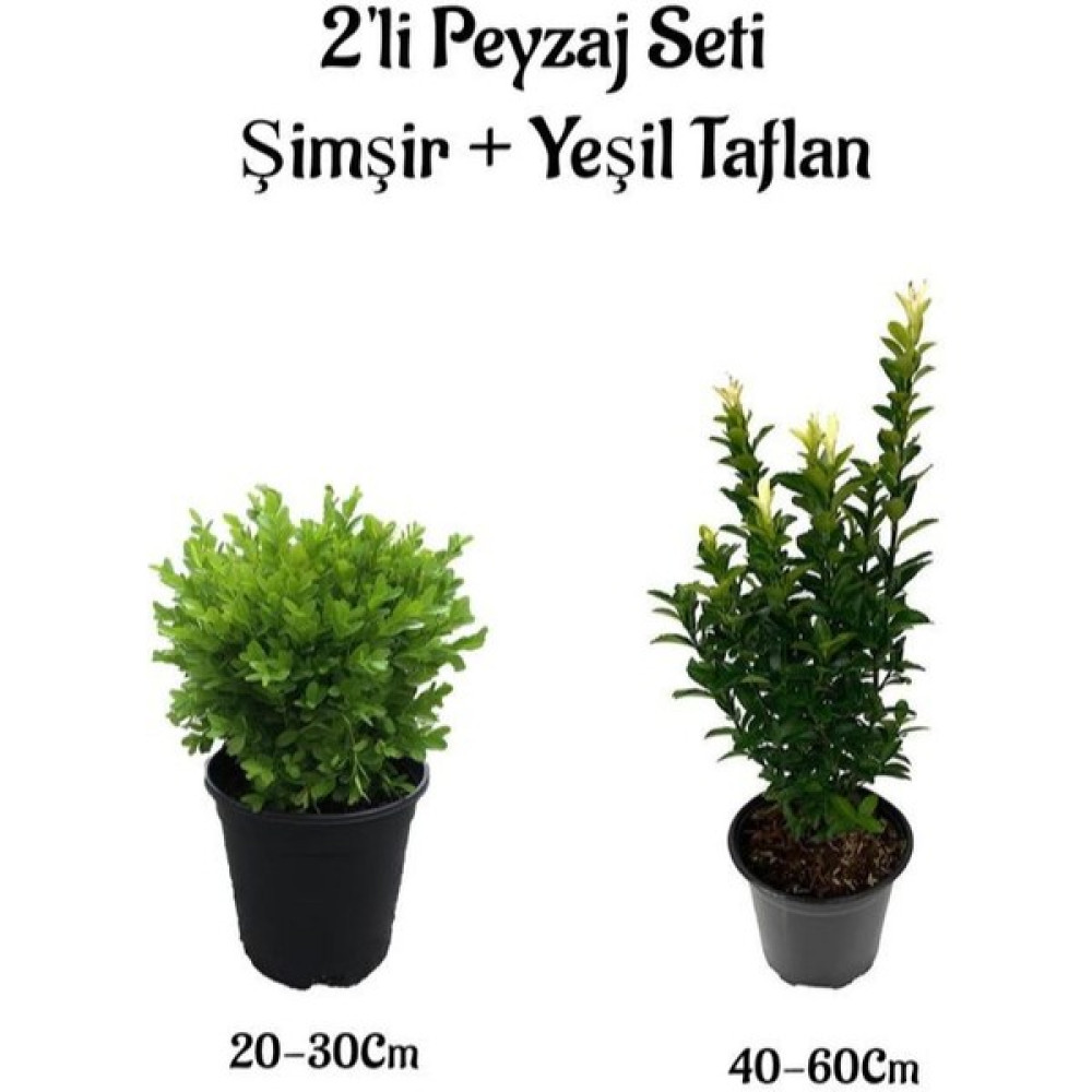 Serada Decor Plant Çalı Şimşiri Fidanı+Yeşil Taflan Çit Bitki Seti 2'li Bahçe Peyzaj Bitki Seti Bitki Fiyatı