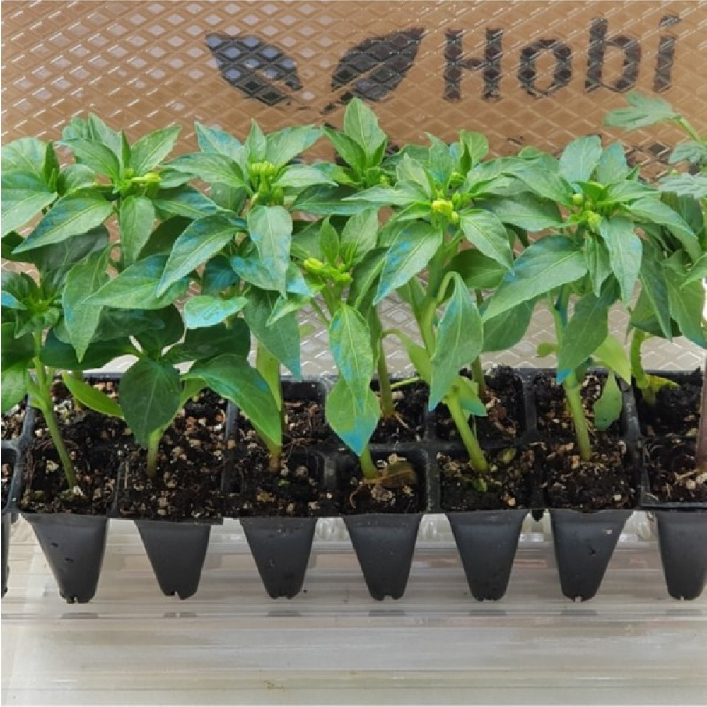 Serada Decor Plant Domates Fidesi ve Kıl Biber Fidesi Karışık Paket 5 Domates 5 Kıl Biber Toplam 10 Fide Çitil Ekonomik Fidan Fiyatı