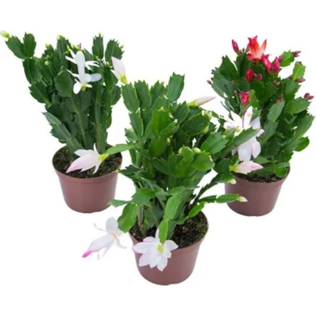 Serada Decor Plant Farklı Renklerde 3 Adet Saksılı 10-20CM Yılbaşı Çiçeği Kaktüsü Iç Mekan Çiçeği Saksı ve Aksesuarları Fiyatı