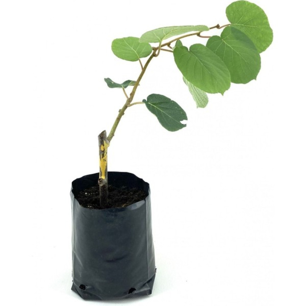 Serada Decor Plant Hayward Kivi Fidanı-Dişi 35-40 cm Bol Verimli Soğuğa Dayanıklı Fidan Fiyatı