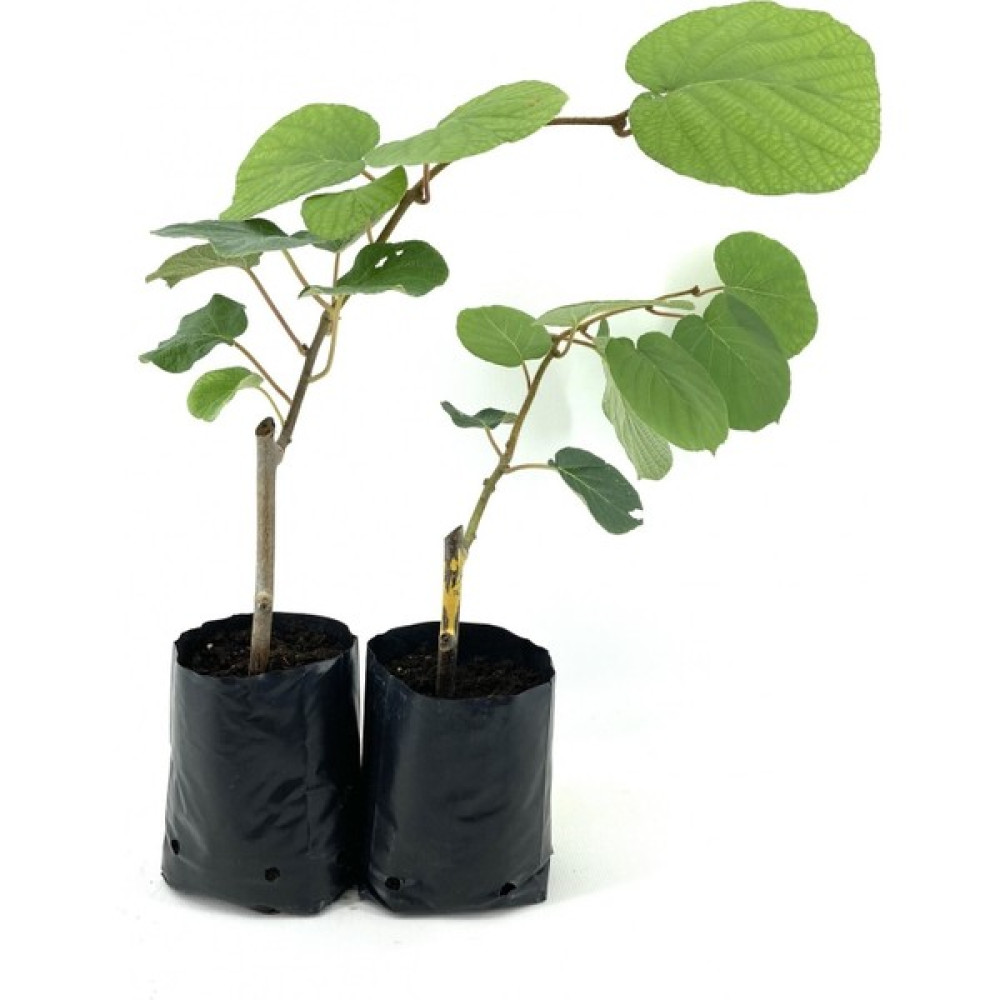 Serada Decor Plant Hayward Kivi Fidanı-Erkek ve Dişi 2 Adet 35-40 cm Bol Verimli Soğuğa Dayanıklı Fidan Fiyatı